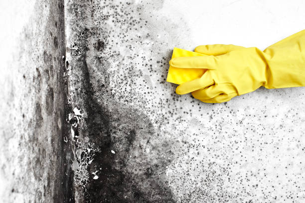 Best Biohazard Mold Removal  in Bradley Gardens, NJ