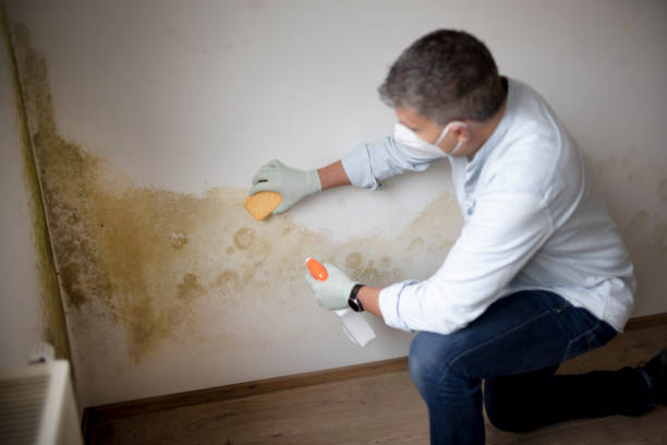 Best Mold Odor Removal Services  in Bradley Gardens, NJ