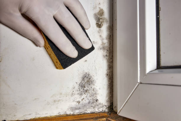  Bradley Gardens, NJ Mold Removal Pros